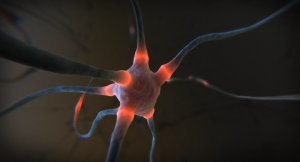 cortex sous-vide